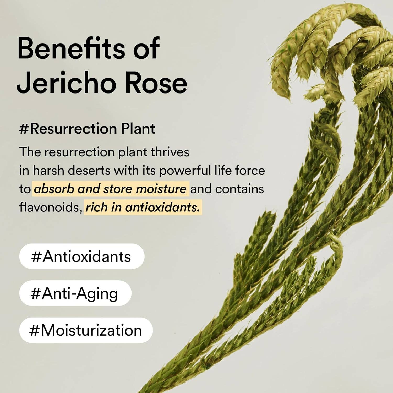 ABIB - Jericho Rose Cream 75ml - Image 5